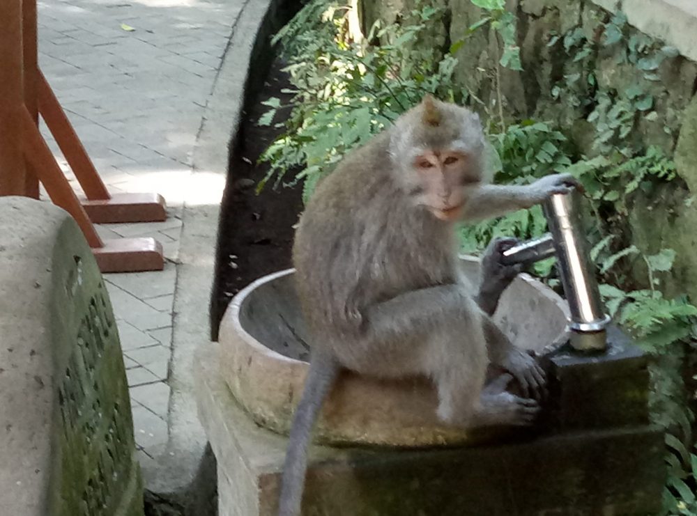 Парк обезьян Бали фото