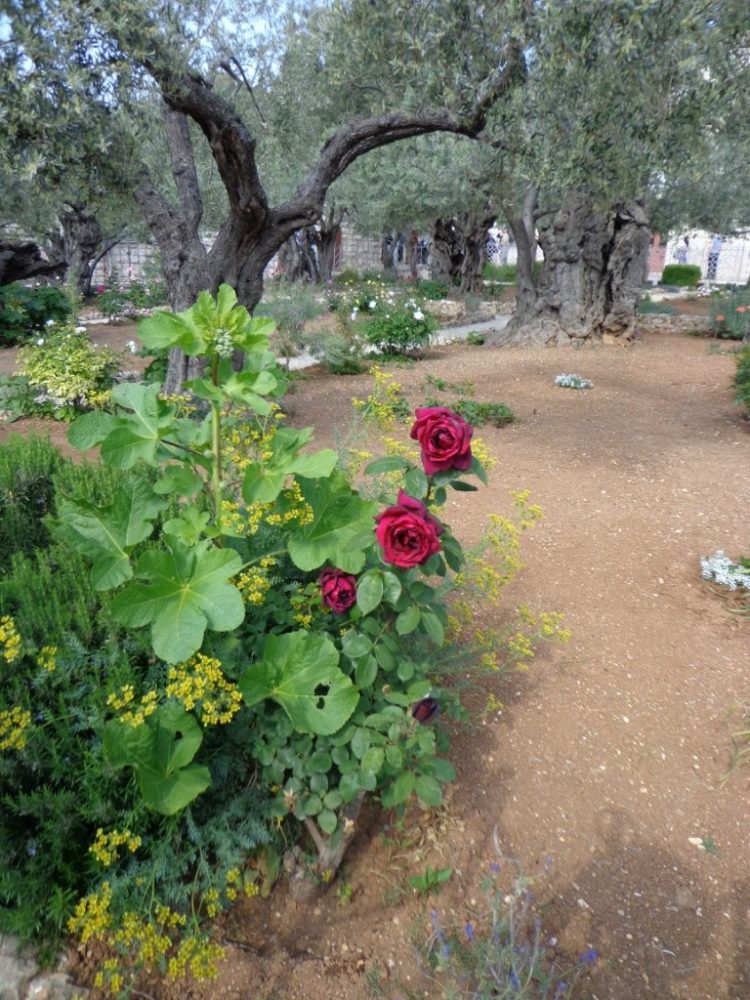 Гефсиманский сад Иерусалим