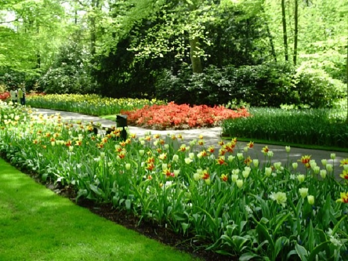 Парк тюльпанов Голландия отзывы