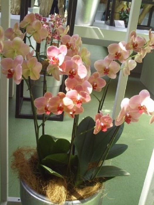 Орхидеи Голландия фото
