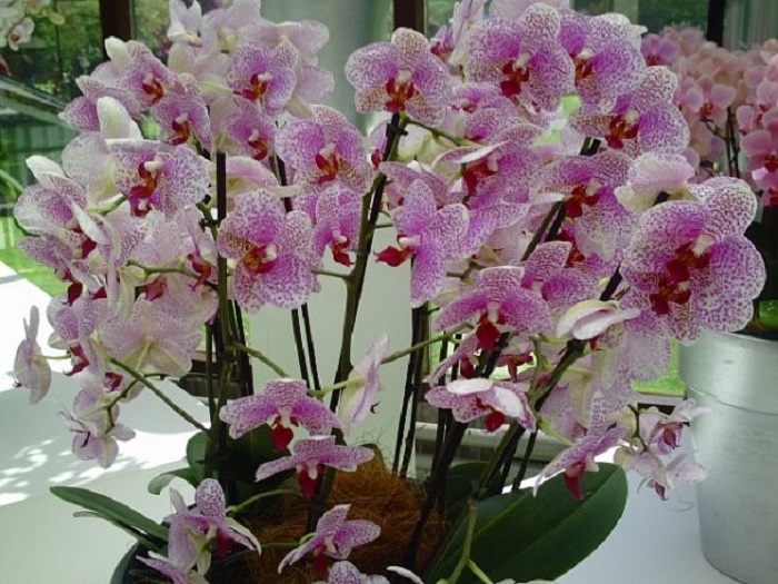 Орхидеи Голландия фото
