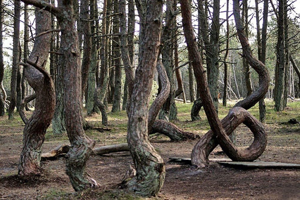 Танцующий лес Куршская коса